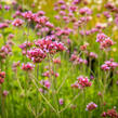 Verbena, sporýš argentinský 'Violetta' - Verbena bonariensis 'Violetta'