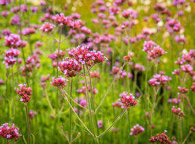 Sporýš argentinský 'Violetta' - Verbena bonariensis 'Violetta'