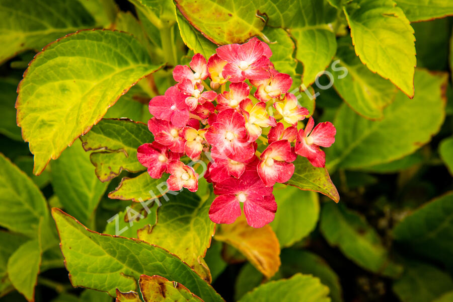 Hortenzie velkolistá 'LK 49' - Hydrangea macrophylla 'LK 49'
