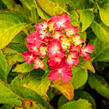 Hortenzie velkolistá 'LK 49' - Hydrangea macrophylla 'LK 49'