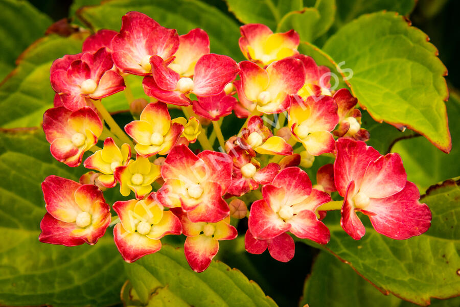 Hortenzie velkolistá 'LK 49' - Hydrangea macrophylla 'LK 49'