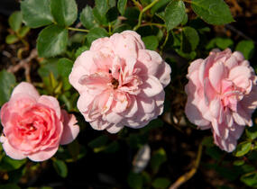 Růže mnohokvětá 'Pink Fire' - Rosa MK 'Pink Fire'