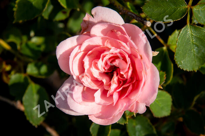 Růže mnohokvětá 'Pink Fire' - Rosa MK 'Pink Fire'