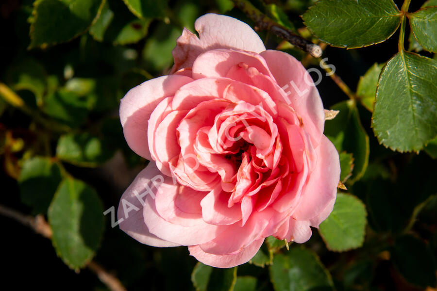 Růže mnohokvětá 'Pink Fire' - Rosa MK 'Pink Fire'