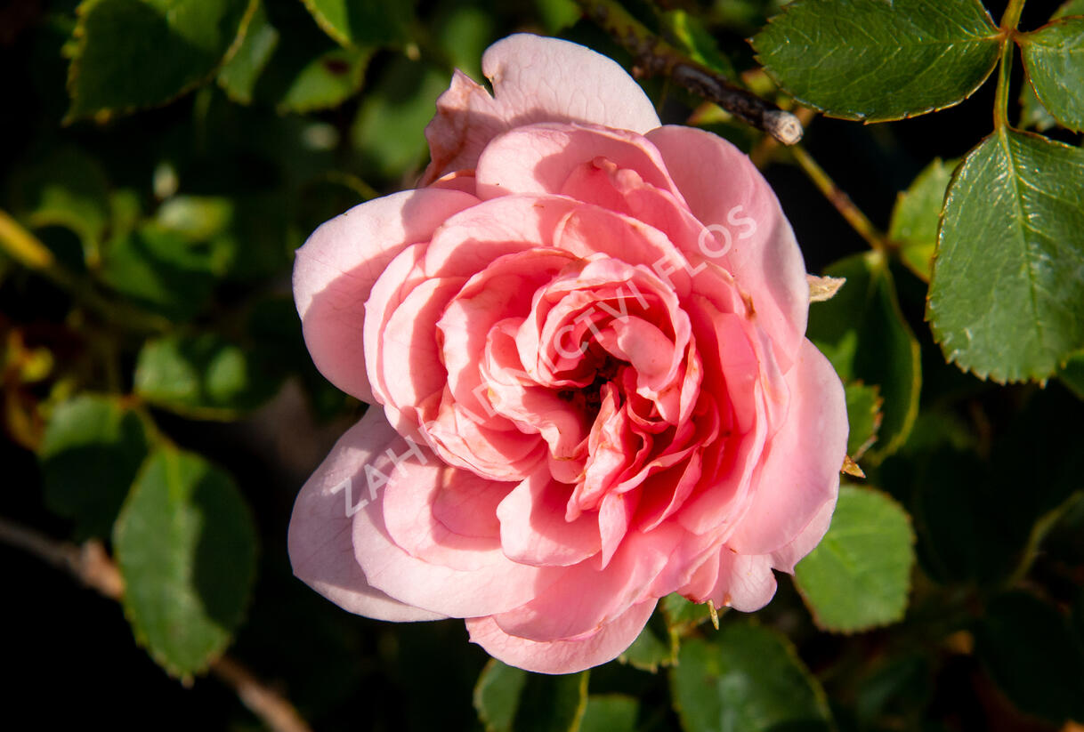 Růže mnohokvětá 'Pink Fire' - Rosa MK 'Pink Fire'