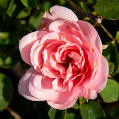 Růže mnohokvětá 'Pink Fire' - Rosa MK 'Pink Fire'