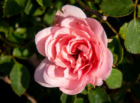 Růže mnohokvětá 'Pink Fire' - Rosa MK 'Pink Fire'
