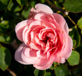 Růže mnohokvětá 'Pink Fire' - Rosa MK 'Pink Fire'