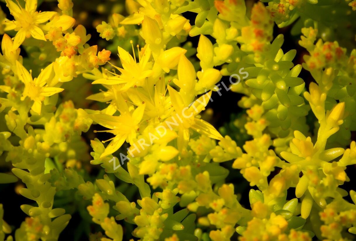 Rozchodník šestiřadý - Sedum sexangulare