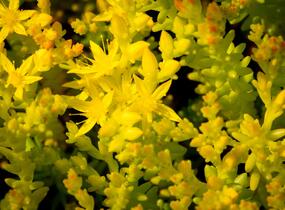 Rozchodník šestiřadý - Sedum sexangulare