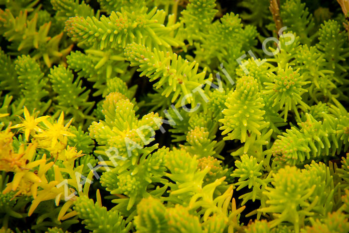 Rozchodník šestiřadý - Sedum sexangulare