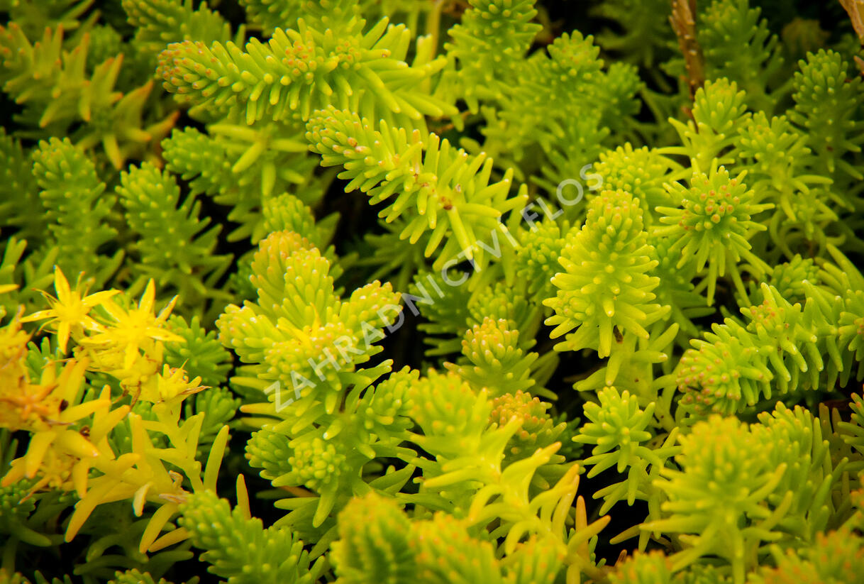 Rozchodník šestiřadý - Sedum sexangulare