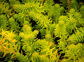 Rozchodník šestiřadý - Sedum sexangulare