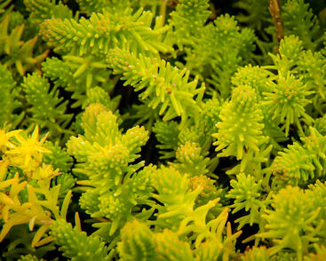 Rozchodník šestiřadý