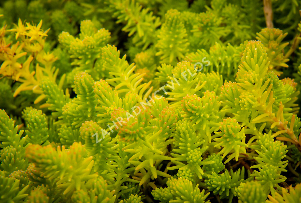 Rozchodník šestiřadý - Sedum sexangulare