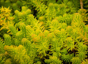 Rozchodník šestiřadý - Sedum sexangulare