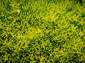 Rozchodník šestiřadý - Sedum sexangulare