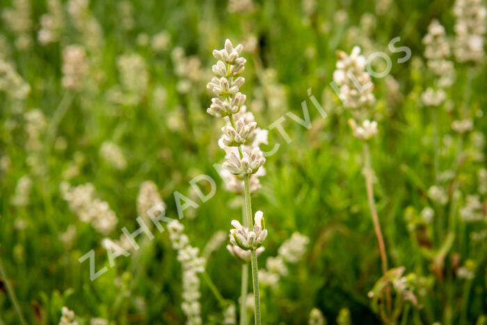 Levandule úzkolistá 'Sentivia Silver' - Lavandula angustifolia 'Sentivia Silver'