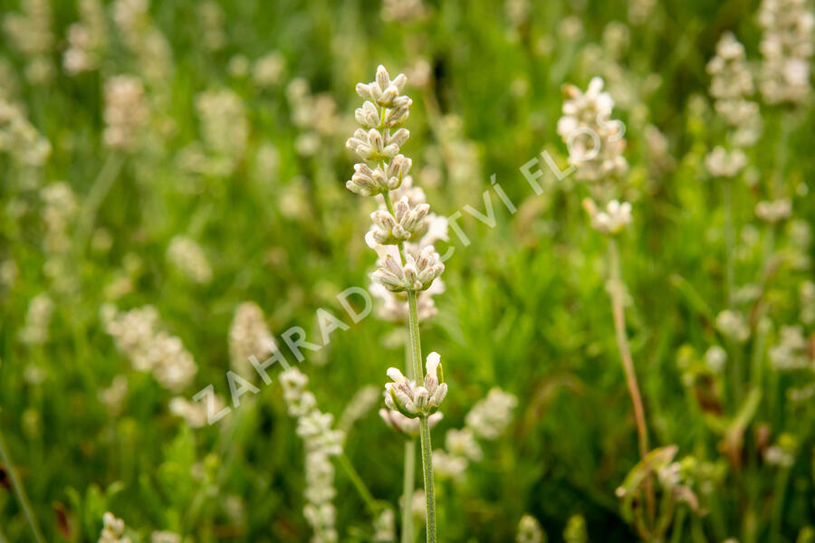 Levandule úzkolistá 'Sentivia Silver' - Lavandula angustifolia 'Sentivia Silver'