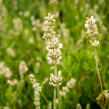 Levandule úzkolistá 'Sentivia Silver' - Lavandula angustifolia 'Sentivia Silver'