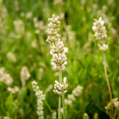 Levandule úzkolistá 'Sentivia Silver' - Lavandula angustifolia 'Sentivia Silver'