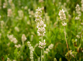 Levandule úzkolistá 'Sentivia Silver' - Lavandula angustifolia 'Sentivia Silver'