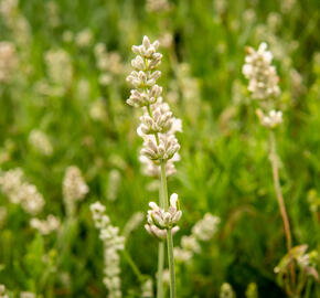Levandule úzkolistá 'Sentivia Silver' - Lavandula angustifolia 'Sentivia Silver'