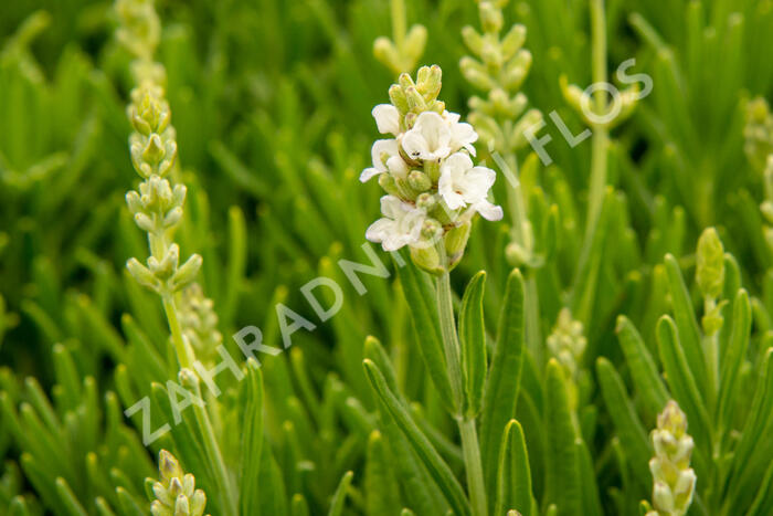 Levandule úzkolistá 'Ellagance Snow' - Lavandula angustifolia 'Ellagance Snow'