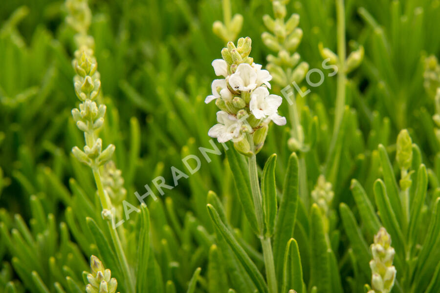 Levandule úzkolistá 'Ellagance Snow' - Lavandula angustifolia 'Ellagance Snow'