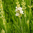 Levandule úzkolistá 'Ellagance Snow' - Lavandula angustifolia 'Ellagance Snow'