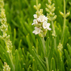 Levandule úzkolistá 'Ellagance Snow' - Lavandula angustifolia 'Ellagance Snow'