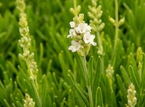 Levandule úzkolistá 'Ellagance Snow' - Lavandula angustifolia 'Ellagance Snow'