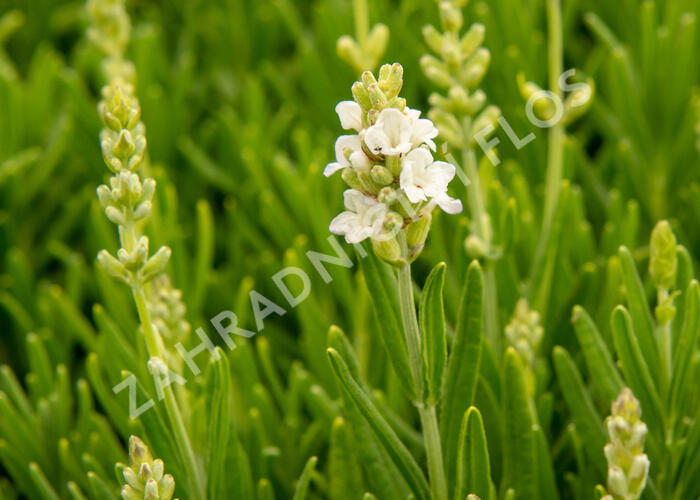 Levandule úzkolistá 'Ellagance Snow' - Lavandula angustifolia 'Ellagance Snow'