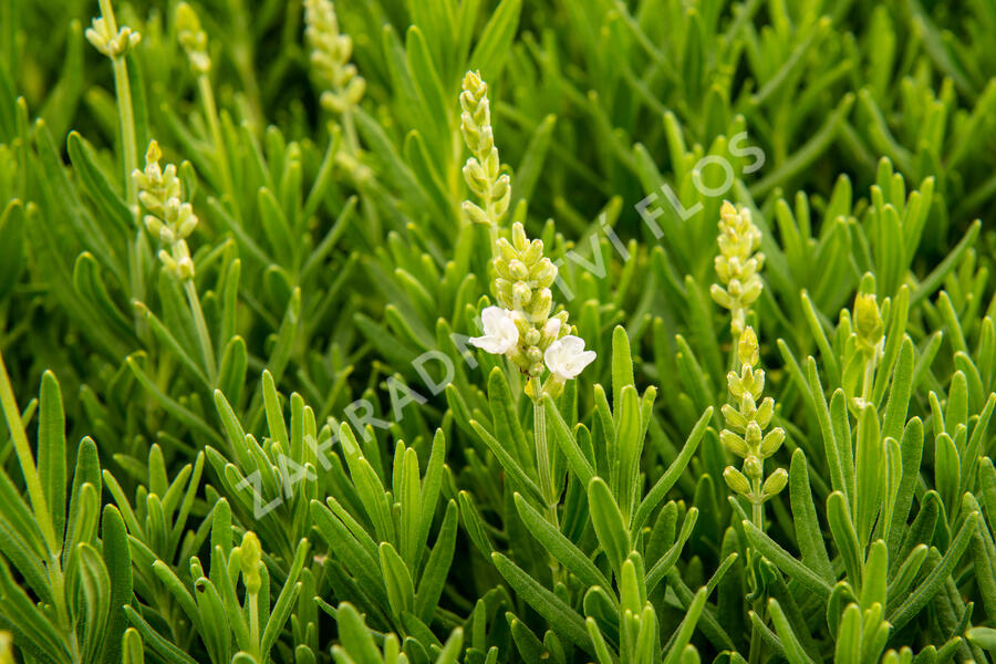 Levandule úzkolistá 'Ellagance Snow' - Lavandula angustifolia 'Ellagance Snow'