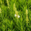 Levandule úzkolistá 'Ellagance Snow' - Lavandula angustifolia 'Ellagance Snow'
