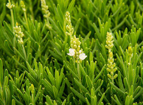 Levandule úzkolistá 'Ellagance Snow' - Lavandula angustifolia 'Ellagance Snow'