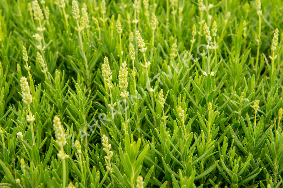 Levandule úzkolistá 'Ellagance Snow' - Lavandula angustifolia 'Ellagance Snow'