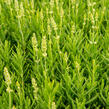 Levandule úzkolistá 'Ellagance Snow' - Lavandula angustifolia 'Ellagance Snow'