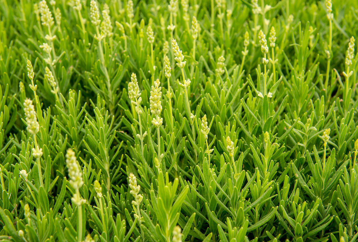 Levandule úzkolistá 'Ellagance Snow' - Lavandula angustifolia 'Ellagance Snow'