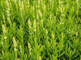 Levandule úzkolistá 'Ellagance Snow' - Lavandula angustifolia 'Ellagance Snow'