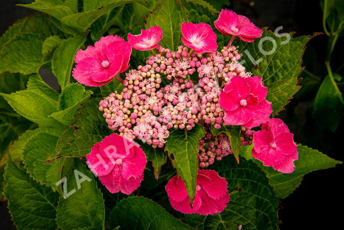 Hortenzie velkolistá 'Zaunkoenig' - Hydrangea macrophylla 'Zaunkoenig'