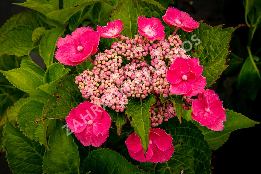 Hortenzie velkolistá 'Zaunkoenig' - Hydrangea macrophylla 'Zaunkoenig'