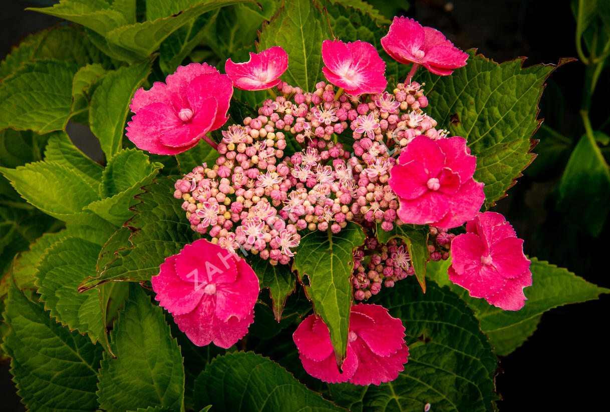 Hortenzie velkolistá 'Zaunkoenig' - Hydrangea macrophylla 'Zaunkoenig'