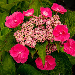 Hortenzie velkolistá 'Zaunkoenig' - Hydrangea macrophylla 'Zaunkoenig'