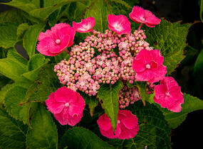Hortenzie velkolistá 'Zaunkoenig' - Hydrangea macrophylla 'Zaunkoenig'