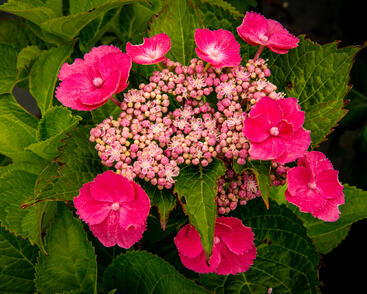 Hortenzie velkolistá 'Zaunkoenig'