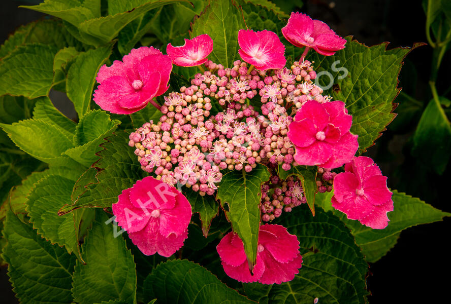 Hortenzie velkolistá 'Zaunkoenig' - Hydrangea macrophylla 'Zaunkoenig'