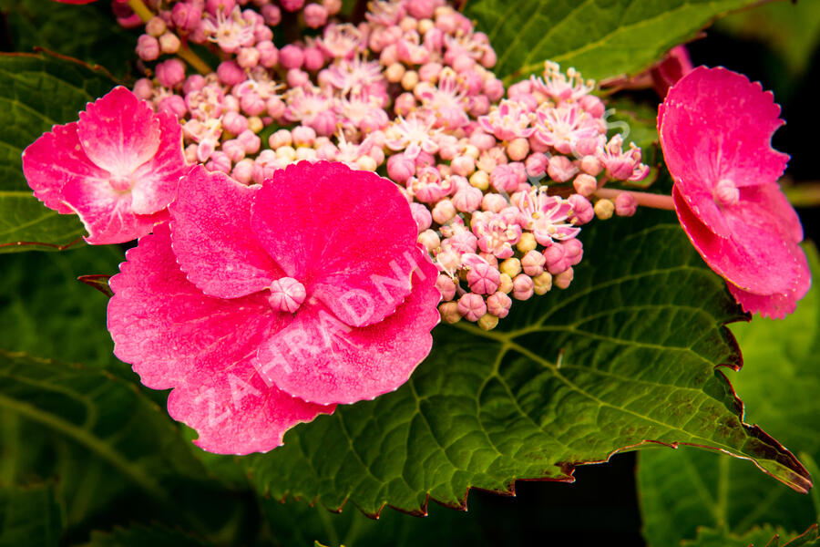 Hortenzie velkolistá 'Zaunkoenig' - Hydrangea macrophylla 'Zaunkoenig'