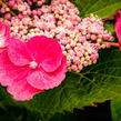 Hortenzie velkolistá 'Zaunkoenig' - Hydrangea macrophylla 'Zaunkoenig'