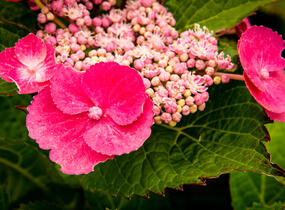 Hortenzie velkolistá 'Zaunkoenig' - Hydrangea macrophylla 'Zaunkoenig'